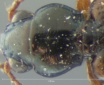 Media type: image;   Entomology 5536 Aspect: pronotum dorsal